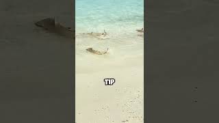 Amazing Baby Blacktip Sharks Looking for Food by the Shore 🦈💧 shorts [upl. by Vasti]