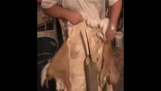 HAIR ON HIDES  Fleshing to Finish  FURBEARING GAME  Video 5 of 5 [upl. by Cornell]