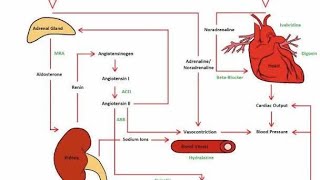 Using Aldosterone Antagonists to manage heart failure [upl. by Olegnalehcim879]