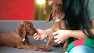 Irish Setter Puppies  7 weeks old Coppers Gypsy Rose amp Neiven Crispy Chocolate Cookie [upl. by Irneh]