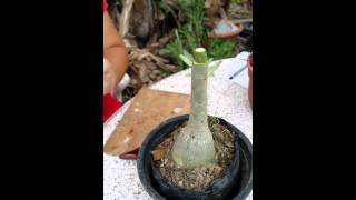 Adenium Flat Grafting Technique By ALS [upl. by Euqinue]