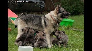 Hodowla psów rasowych od narodzin do 10 tygodnia  Elkhund szary [upl. by Hapte]