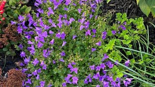 Campanula quotStar of Bethlehemquot October Update [upl. by Rana]