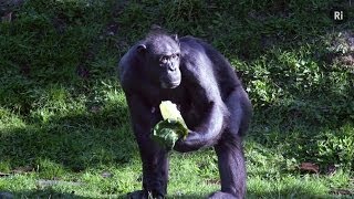 Chromosome 2  What separates chimps from humans [upl. by Damien]