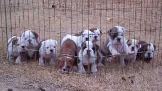 Dog pile English Bulldog puppies sleeping [upl. by Bari927]