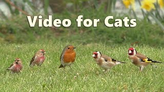 Videos for Cats to Watch with Their People  Birds in The Grass 8 HOURS [upl. by Carola]