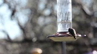 The Male Hummingbird In Arizona [upl. by Euqinehs]