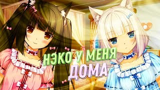 Появление неко извращенок ► Nekopara vol 0 [upl. by Schwab]