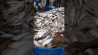 Incredible Fishery Ghat in Chittagong A Paradise for Fish Enthusiasts shorts [upl. by Eiramlirpa228]