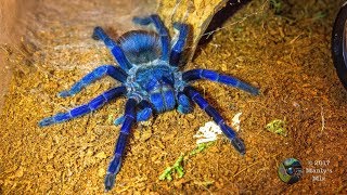 Greenbottle Blue and Sazimais Blue Tarantula Comparison [upl. by Beitch]