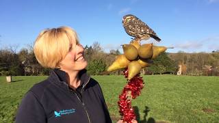 12 Days of Christmas by Feathers and Fur Falconry Centre [upl. by Nivek870]