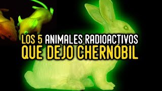 Top 5 Animales Radioactivos Que Dejó Chernóbil [upl. by Adey]