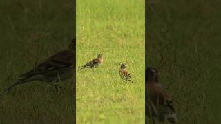 アトリたちの集い Brambling 奄美の野鳥 アトリ Brambling 奄美大島 birder 草原 nature [upl. by Nonek]