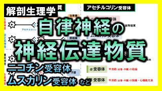 【解剖生理学（神経系）】自律神経系の神経伝達物質・受容体 [upl. by Hselin823]