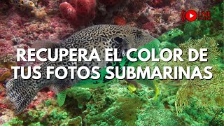 🔴Fotografía Submarina Domina la Corrección de Color TUTORIAL EN VIVO [upl. by Allison]