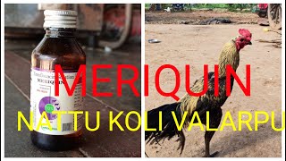 HOW TO USE MERIQUIN MEDICINE NATTU KOLI VALARPU [upl. by Eecats422]