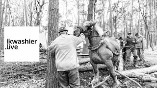 Boomslepen met Belgische Trekpaarden en Ardenners  ikwashierlive met Het Aangespannen Trekpaard [upl. by Teryn]