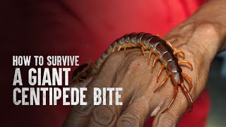 How to Survive a Giant Centipede Bite [upl. by Albert453]