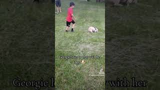 Georgie The Malshipoo Loves to Play with Her Boy [upl. by Daughtry889]