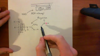 Cholera Toxin and Pertussis Toxin Part 6 [upl. by Yluj]