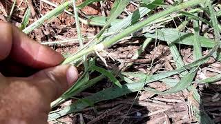 Vídeo sobre braquiária ruziziensis 14 [upl. by Nuli636]