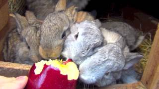 Cute flemish giant rabbits eating apple Amazing baby bunnies [upl. by Yeslehc446]