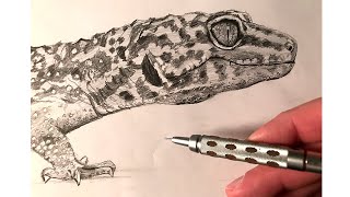 Leopard gecko speed drawing 2 [upl. by Jacynth]