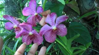 Orchid Pollination amp Creating Seedlings  SimplyOrchids [upl. by Aramoix]