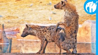 HIENA NA ESTAÇÃO DE REPRODUÇÃO NO MASSAI MARA  INSTINTO ANIMAL [upl. by Nedac451]