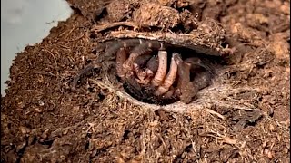 Liphistius cf ornatus A tremendous trapdoor spider [upl. by Zarger]