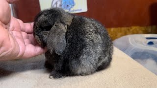 Zohra amp Natsume Holland Lop Litter 38 Days Old [upl. by Brill]