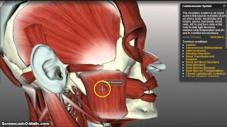 Muscles of Mastication [upl. by Zelda]