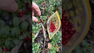 Lingonberry Harvest [upl. by Zweig]