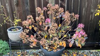 Deadhead Before Winter For Hydrangea Little Quick Fire  November 5 [upl. by Gnol]