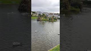 Perranporth boating lake Friday late afternoon Beautiful Cornish view To end a lovely visit 🙏☀️🙏 [upl. by Belicia]