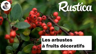 Les arbustes à fruits décoratifs [upl. by Auburn]