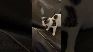 Video of adoptable pet named Ice Cream amp Sophie de Condorcet [upl. by Einapets88]