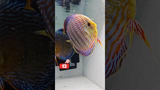 Discus Fish discus fish tank setup keep discusdiscus fish tank setupalbino discus fish shorts [upl. by Emya]