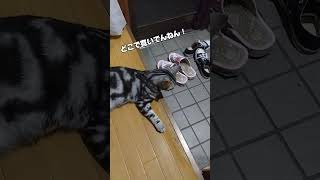 玄関で寛ぐポン太。cat relaxing at the entrance [upl. by Eniamreg]