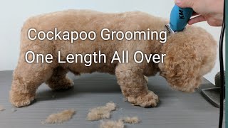 Cockapoo Grooming One Length All Over [upl. by Drarej]