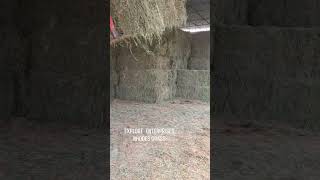 Export Quality Rhodes Grass [upl. by Enyawal]