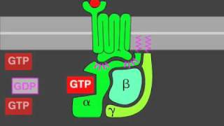 Gprotein signaling [upl. by Roswell840]