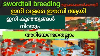 swordtail fish breeding easy full videoswordtailbreeding in malayalammalayalamfarm [upl. by Nac]