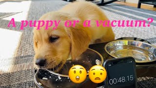 How Our Golden Retriever Puppy Eats Without A Slow feeder Bowl Part I [upl. by Dnomhcir]