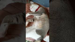 catlife catlover cat pregnant viralreels viralvideo pregnancy catlover cute animals [upl. by Gilleod]