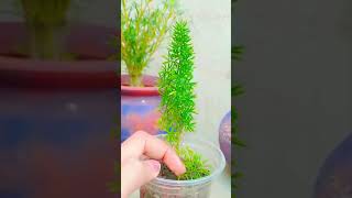 shatavari asparagus ferns Plant growing 🌱 [upl. by Kile]