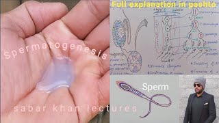 Spermatogenesis in pashto  How sperm are produced  Spermatozoa  Diagram  sabar khan lectures [upl. by Aihsemak]