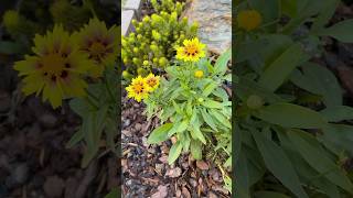 Lil Bang™ Enchanted Eve Coreopsis coreopsis tickseed flowers yellowflowers floweringplants [upl. by Sliwa]