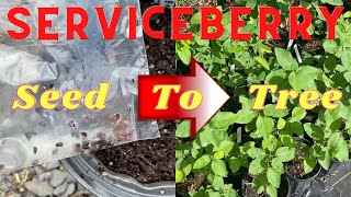 How to Grow Serviceberry from Seed from Start to Finish [upl. by Jackquelin]