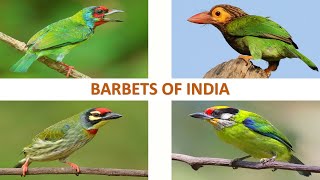 Barbets of India 🇮🇳  Birds  Indian Birds [upl. by Soigroeg48]